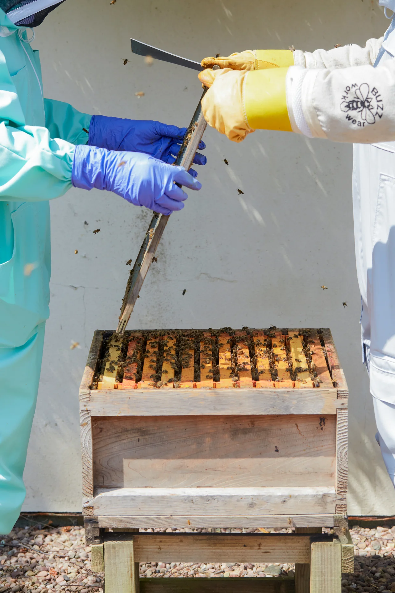 A beekeeper lifting a frame from the hive